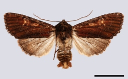 Foto af Rustugle (Apamea crenata) | Standardfoto