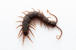 Foto af Moseskolopender (Lithobius calcaratus) | Standardfoto