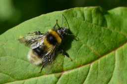 Foto af Agersnyltehumle (Bombus campestris) | Standardfoto
