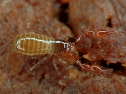 Foto af Microbisium brevifemoratum (Microbisium brevifemoratum) | Han