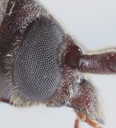 Foto af Brun barkbuk (Arhopalus rusticus) | Ole Martin