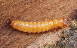 Foto af Lille kardinalbille (Schizotus pectinicornis) | Larve