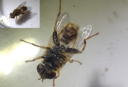 Foto af Krat-sumpsvirreflue (Parhelophilus frutetorum) | Detalje
