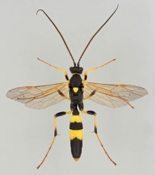 Foto af Amblyteles armatorius (Amblyteles armatorius) | Han