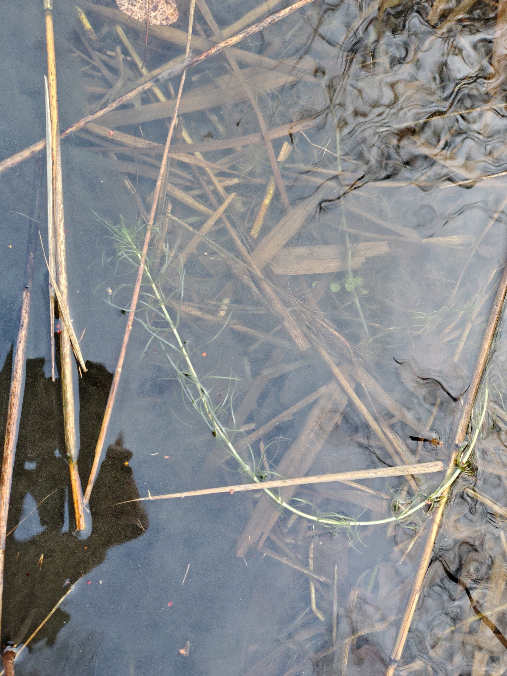 Mare's tail