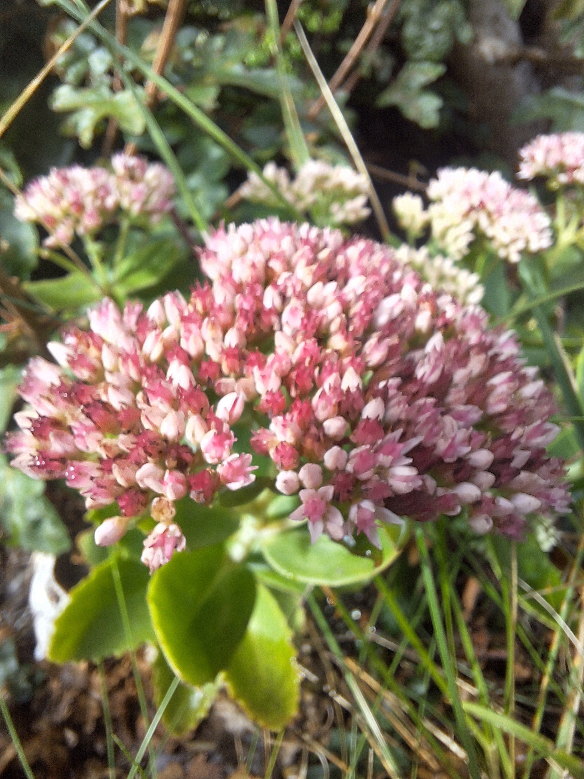 Showy stonecrop