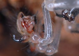 Foto af Nesticus cellulanus (Nesticus cellulanus) | Detalje