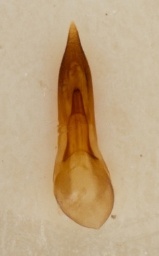 Foto af Philonthus quisquiliarius (Philonthus quisquiliarius) | Danmarks Billebank