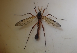 Foto af Tanyptera atrata (Tanyptera atrata) | Han
