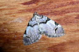 Foto af Rosen-bladmåler (Anticlea derivata) | Standardfoto