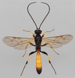 Foto af Cosmoconus meridionator (Cosmoconus meridionator) | Malcolm Storey