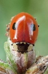 Foto af Toplettet mariehøne (Adalia bipunctata) | Standardfoto