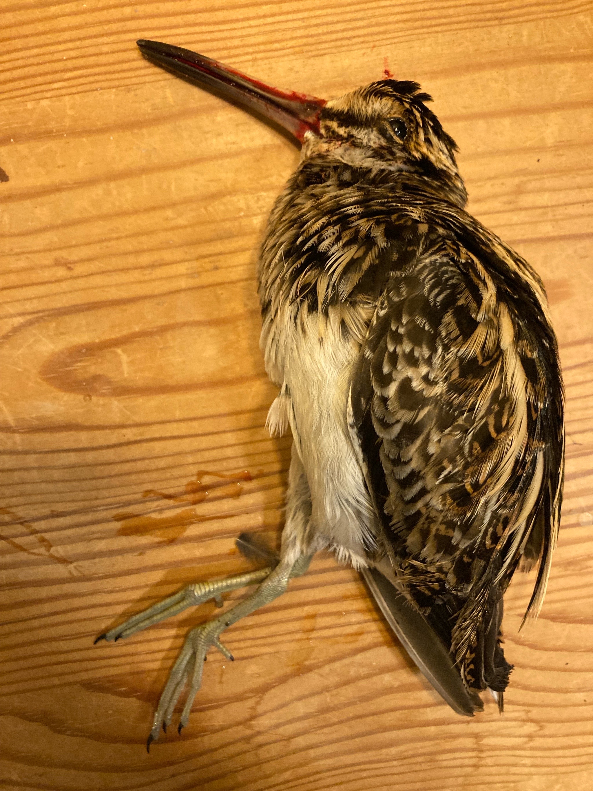 Jack Snipe (Lymnocryptes minimus), photo 6