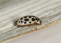 Foto af Nittenplettet mariehøne (Anisosticta novemdecimpunctata) | Standardfoto