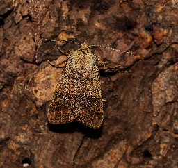 Foto af Skinnende jordfarveugle (Anchoscelis nitida) | Hun