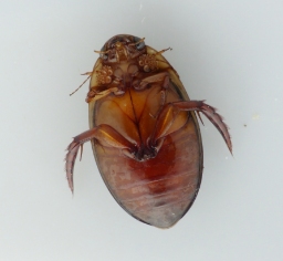 Foto af Graphoderus cinereus (Graphoderus cinereus) | Han