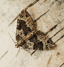 Foto af Dueurt-bladmåler (Ecliptopera silaceata) | Hun