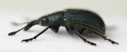 Foto af Neocoenorrhinus pauxillus (Neocoenorrhinus pauxillus) | Mark Gurney