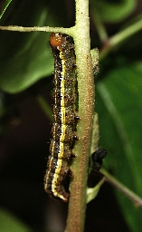 Foto af Krageklougle (Pyrrhia umbra) | Larve