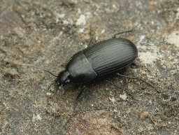 Foto af Vandløber (Oodes helopioides) | Standardfoto