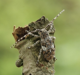 Foto af Broget gråbuk (Mesosa nebulosa) | Standardfoto