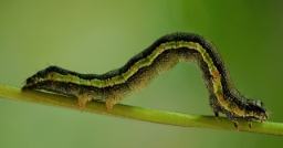 Foto af Tigersnerleugle (Emmelia trabealis) | Larve
