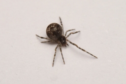Foto af Parasteatoda tabulata (Parasteatoda tabulata) | Frederik Leck Fischer