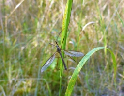 Foto af Mosestankelben (Tipula paludosa) | Han