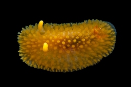 Foto af Adalaria proxima (Adalaria proxima) | Standardfoto