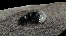 Foto af Sydeuropæisk svalehale (Iphiclides podalirius) | Larve