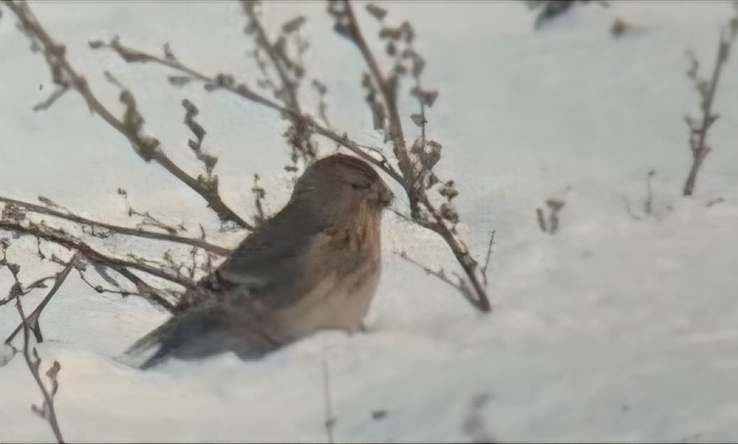 Twite (Linaria flavirostris), photo 6