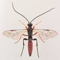 Foto af Cratichneumon flavifrons (Cratichneumon flavifrons) | Malcolm Storey