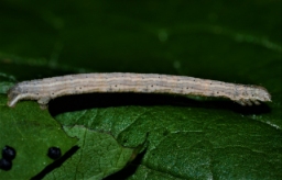 Foto af Brun klematismåler (Horisme corticata) | Larve