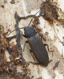 Foto af Stribet barkbuk (Asemum striatum) | Standardfoto