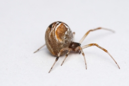 Foto af Bladhyttespinder (Parasteatoda lunata) | Hun