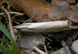 Foto af Crambus pascuella (Crambus pascuella) | Standardfoto