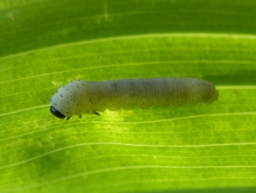 Foto af Konvalbladhveps (Phymatocera aterrima) | Larve