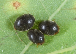 Foto af Egedværgmariehøne (Scymnus auritus) | Standardfoto