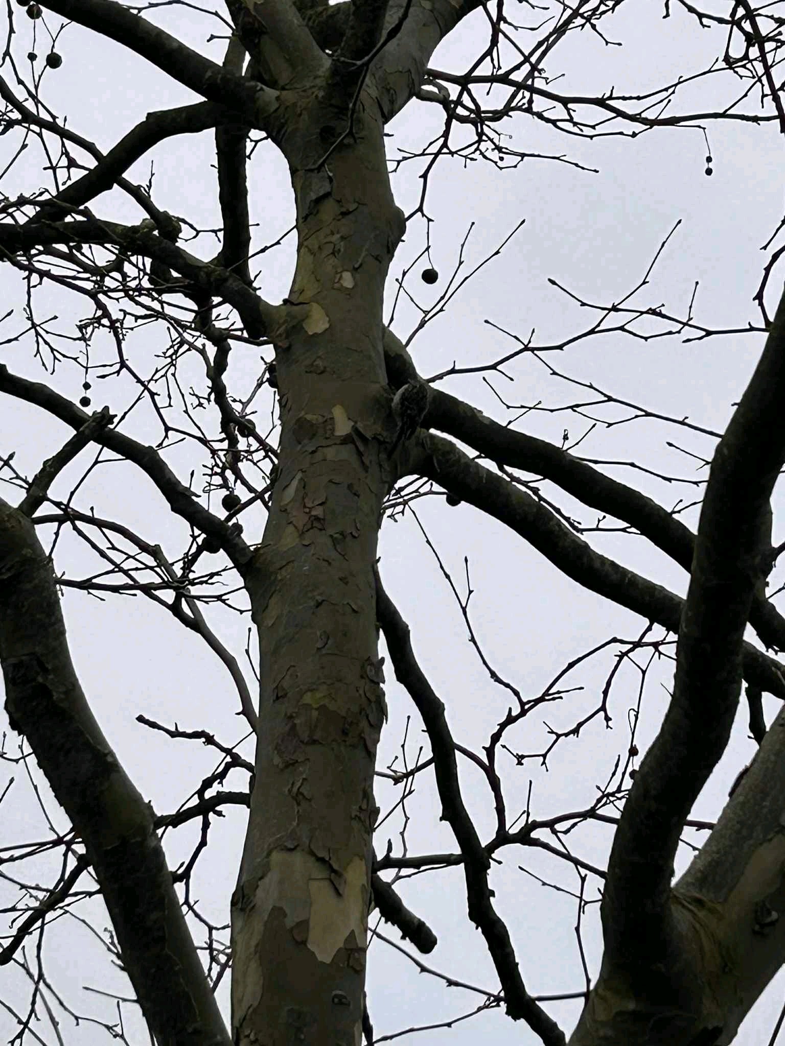 Short-toed Treecreeper (Certhia brachydactyla), photo 7