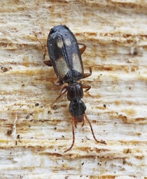 Foto af Lysplettet barkløber (Calodromius spilotus) | Standardfoto