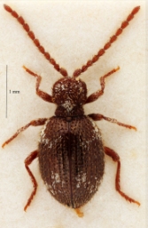 Foto af Ptinus lichenum (Ptinus lichenum) | Hun