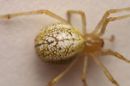 Foto af Enoplognatha latimana (Enoplognatha latimana) | Frederik Leck Fischer
