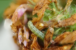 Foto af Cikorieugle (Heliothis viriplaca) | Larve