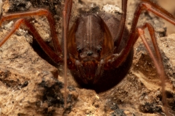 Foto af Væksthus-spytteedderkop (Scytodes fusca) | Hun