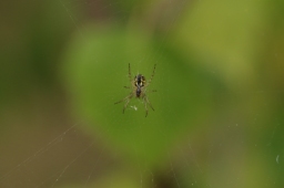 Foto af Sortstribet hedehjulspinder (Mangora acalypha) | Frederik Leck Fischer