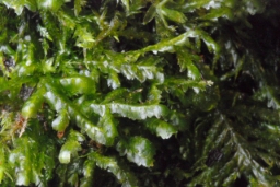 Foto af Almindelig fladmos (Neckera complanata)