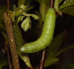Foto af Hassel-pyramideugle (Amphipyra perflua) | Larve