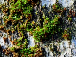 Foto af Bark-hårstjerne (Syntrichia papillosa) | Standardfoto