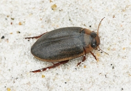 Foto af Rhantus suturellus (Rhantus suturellus) | Standardfoto