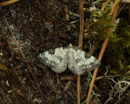 Foto af Lægeøjentrøstmåler (Perizoma blandiata) | Hun